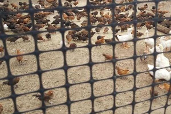 养殖土工格栅:解析使用方法与优势  第1张